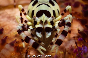 Coleman shrimp
With this small animal from the underwate... by Volker Lonz 